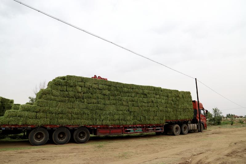 民勤36万亩紫花苜蓿开镰收割农户轻松增收