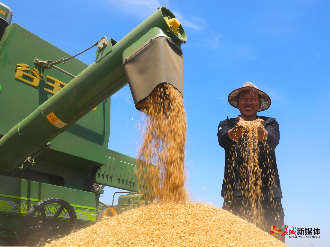 农民抓住天气晴好的有利时机抢收小麦,到处是一派繁忙的丰收景象.
