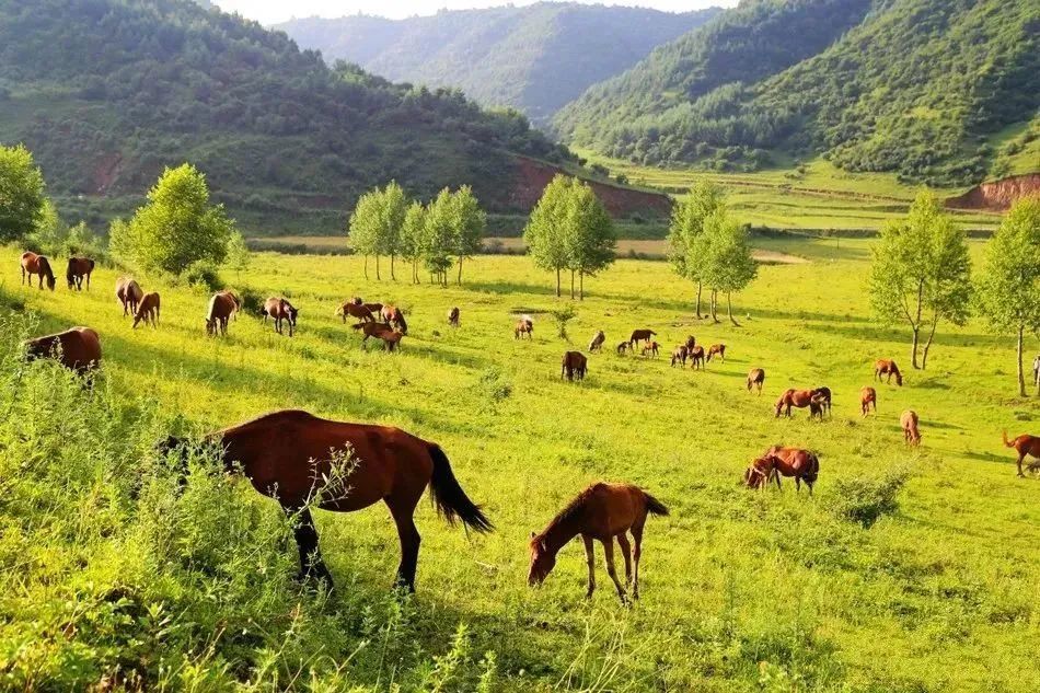 去草原何须走远!甘肃的这八个大草原任你策马驰骋!