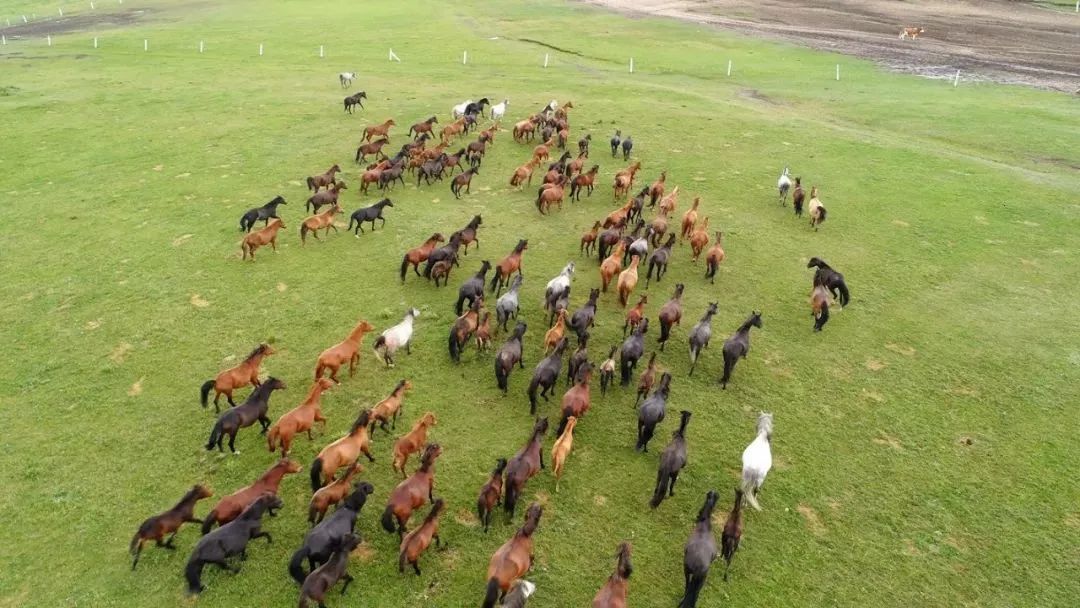 去草原何须走远!甘肃的这八个大草原任你策马驰骋!