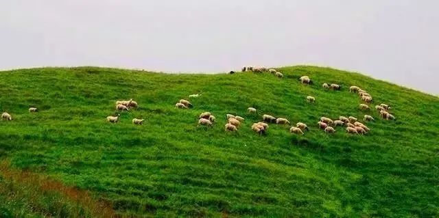 去草原何须走远!甘肃的这八个大草原任你策马驰骋!