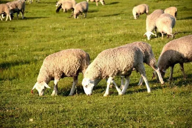 去草原何须走远!甘肃的这八个大草原任你策马驰骋!