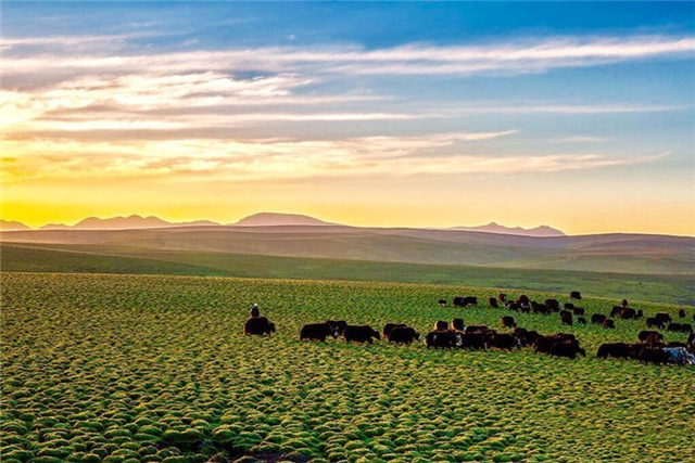 去草原何须走远!甘肃的这八个大草原任你策马驰骋!