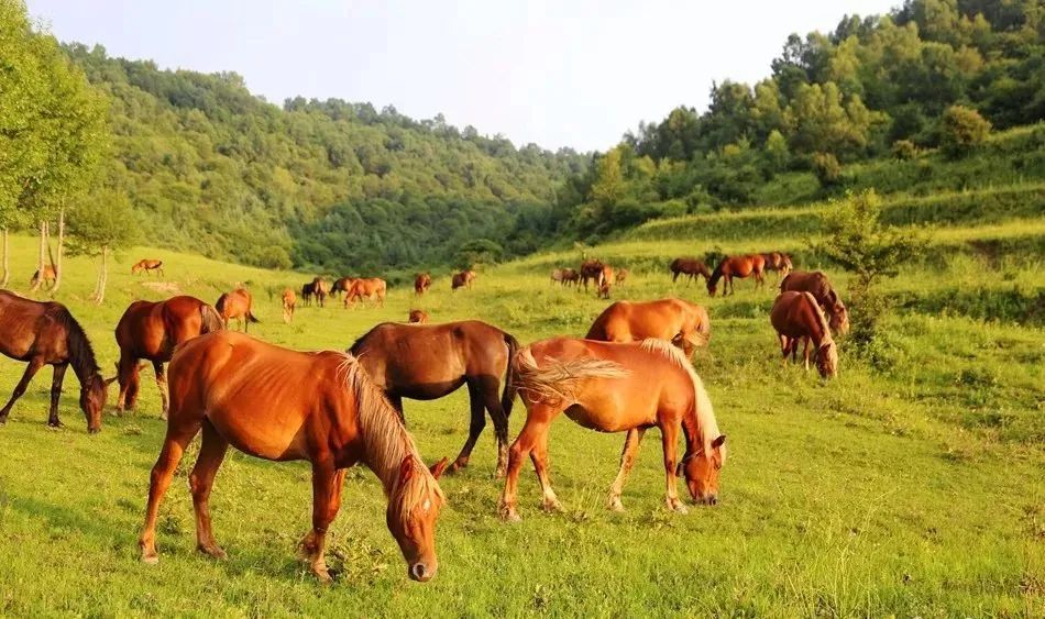 去草原何须走远!甘肃的这八个大草原任你策马驰骋!
