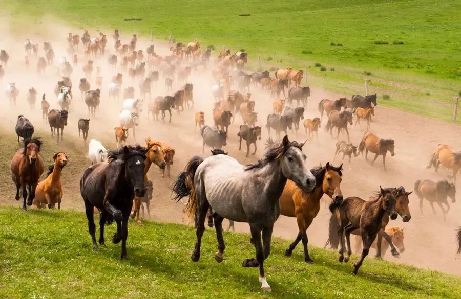 去草原何须走远!甘肃的这八个大草原任你策马驰骋!