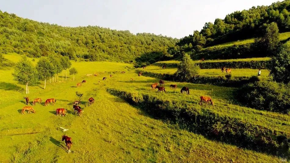 去草原何须走远!甘肃的这八个大草原任你策马驰骋!