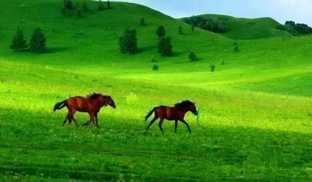 去草原何须走远!甘肃的这八个大草原任你策马驰骋!