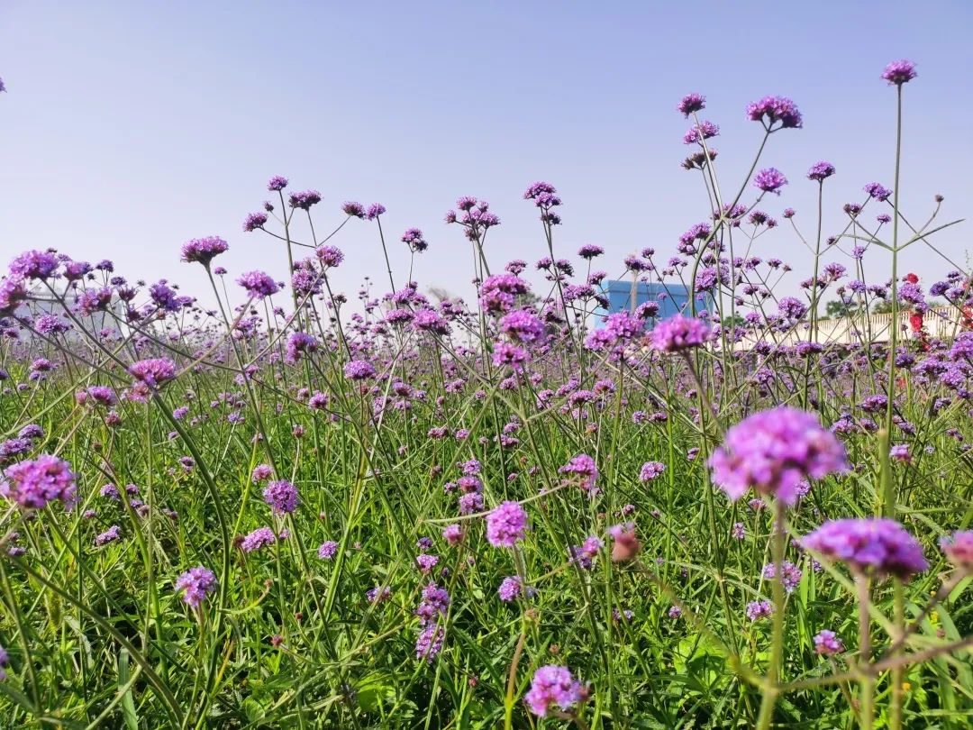 金昌 紫金花海 的初夏总有你的怦然心动 甘肃频道 凤凰网