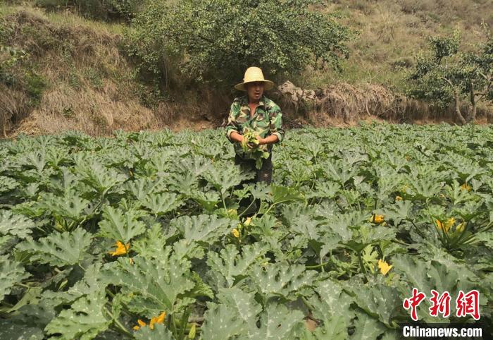 图为金沟乡小金沟村村民张金东正在地里忙活，今年他凭借信用贷款4万元，扩大了蔬菜种植规模。　杜萍摄