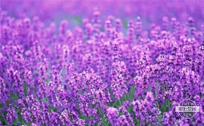 糟糕!这里的紫色花海藏不住了