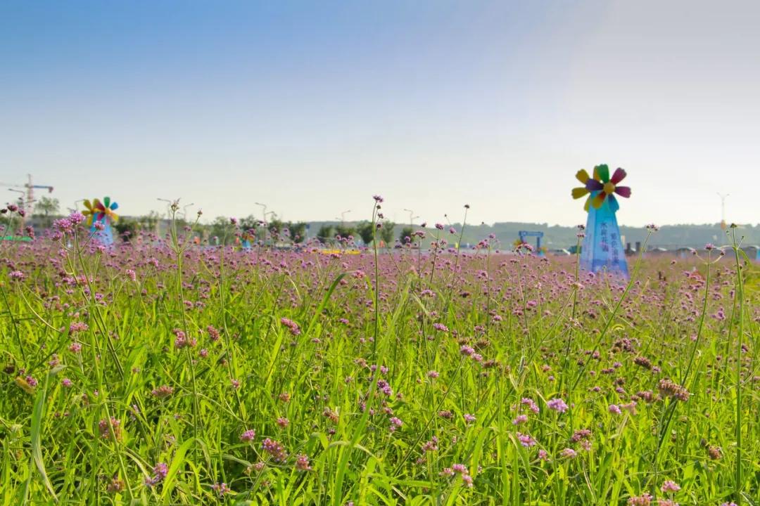泾河新城紫色花海紫色的浪漫海洋