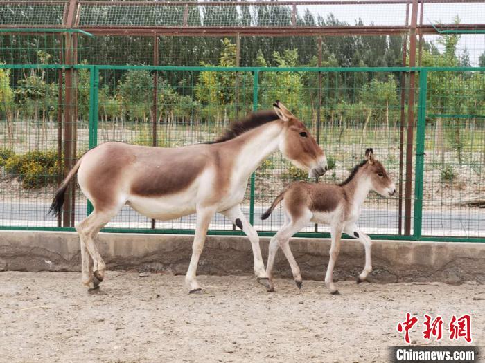 甘肃阿克塞救助国家一级保护动物藏野驴并帮其产下幼崽