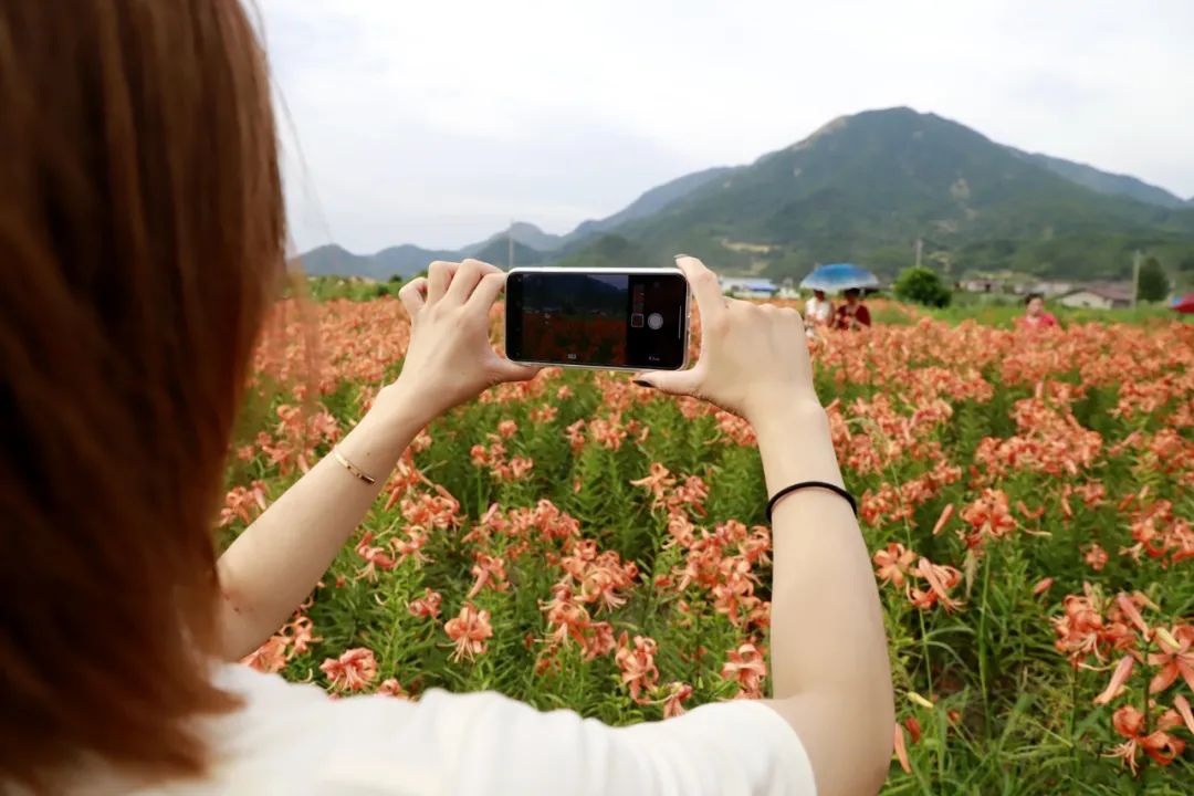 宜黄:百合花田醉游人(图)