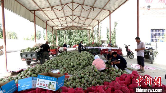 7月上旬，瓜州镇合作社正在指导种植户进行蜜瓜收购。　王昭琪摄