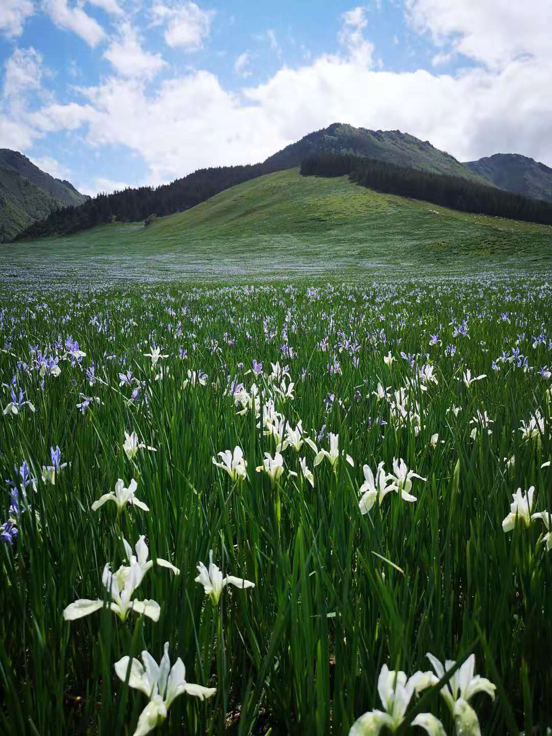 放眼景区任何一个角度都是一副美丽的画卷，山峦环伫草木葱郁，蓝天白云河流奔腾，从水泥钢筋的炎热城市来到清凉怡人的生态景区，让人一下子感觉来到了天堂般的世界，回归大自然的美妙绝伦使人禁不住欢呼雀跃。