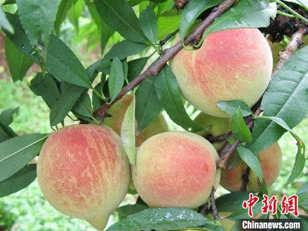 广东连平6万亩鹰嘴蜜桃开园采摘桃农直播带货