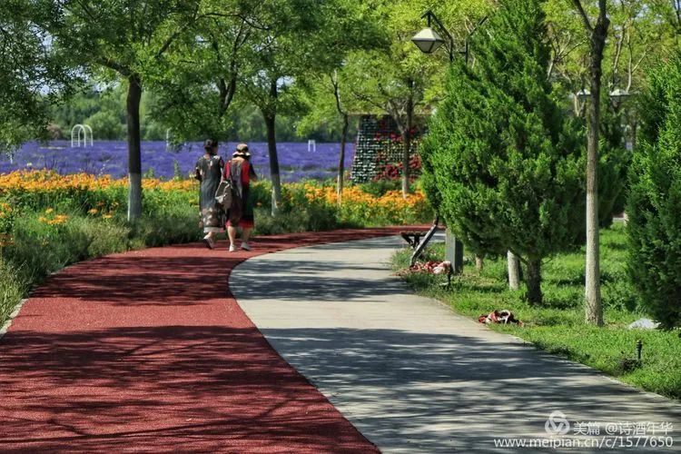 视觉金昌：紫金花儿艳