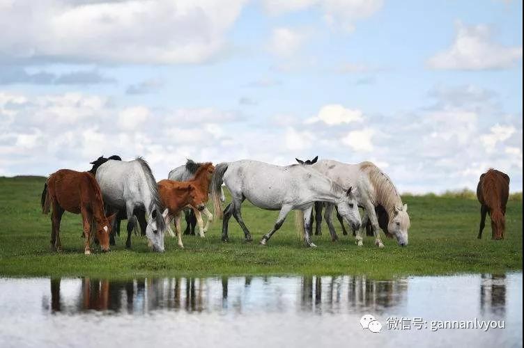 据说马困了就地打滚,然而却从不卧下睡觉.