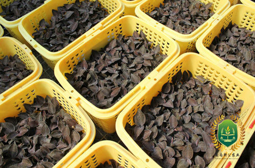 金线莲滇黄精滇重楼种植选择哪个好云南耕公农业拥有丰富经验