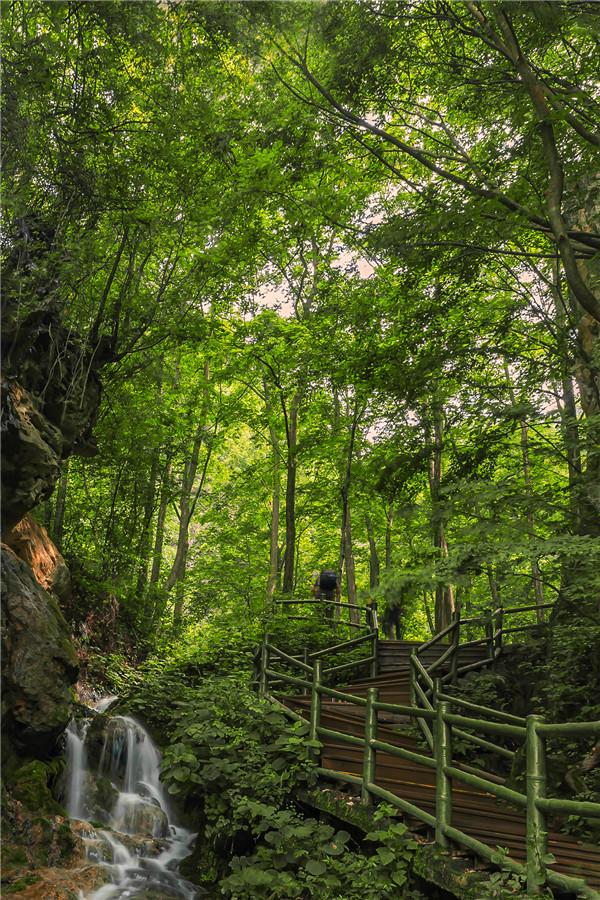 绿水青山变金山银山栾川王府竹海景区让村民发上旅游财