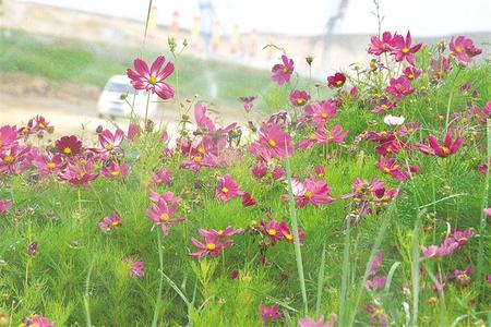 水阜河河堤两边鲜花盛开 记者 窦响灵 摄