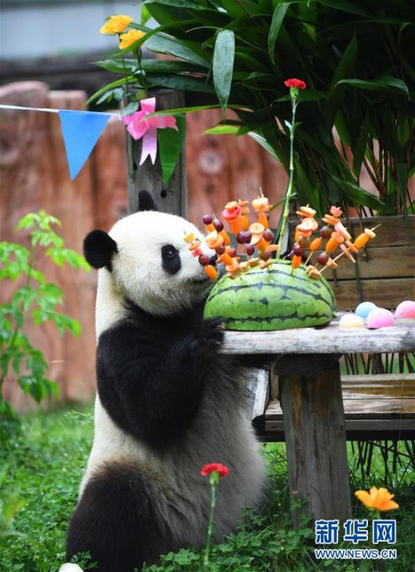 吉林：大熊猫“初心”与“牧云”迎来4岁生日