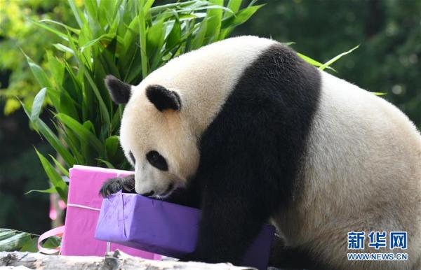 吉林：大熊猫“初心”与“牧云”迎来4岁生日