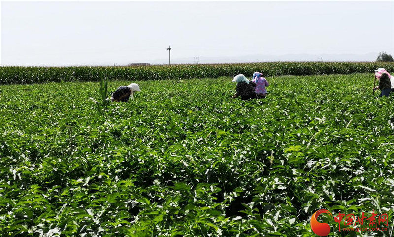 八步沙“甘防风”种植基地