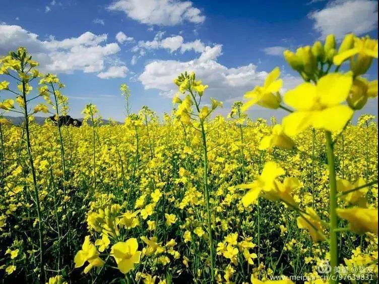 透过花海看古城