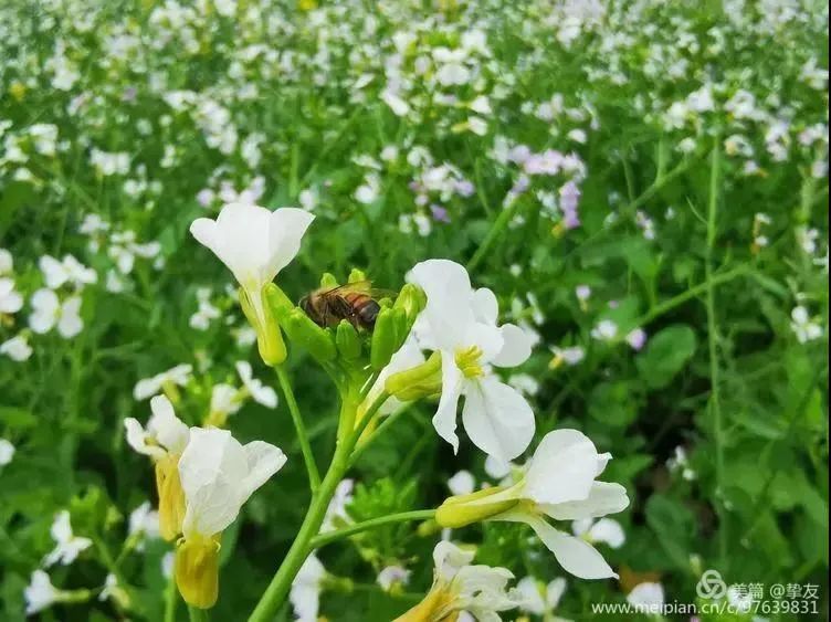 萝卜花中的小精灵