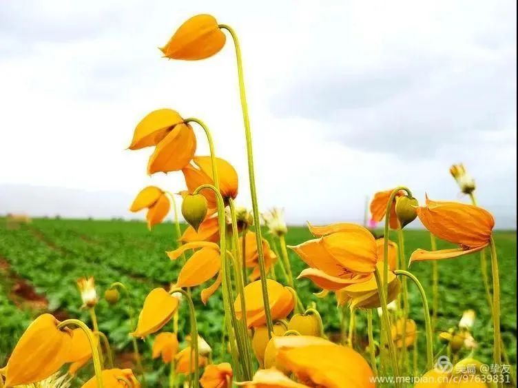 暖阳下的打勾花