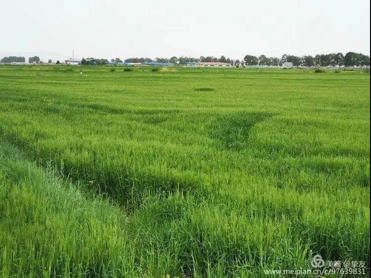 充满希望的田野