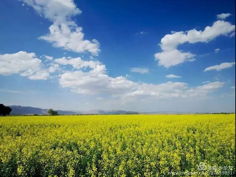 油菜花开高古城