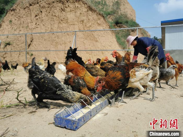 资料图：饲养员在喂鸡。 岑屹摄