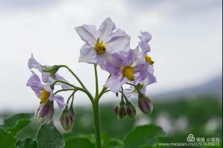 洋芋花开赛牡丹