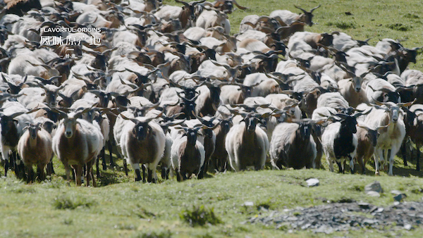 甘南地区牧羊
