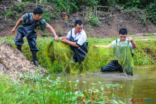 致富经养虾_致富经养河虾_致富经淡水虾养殖视频