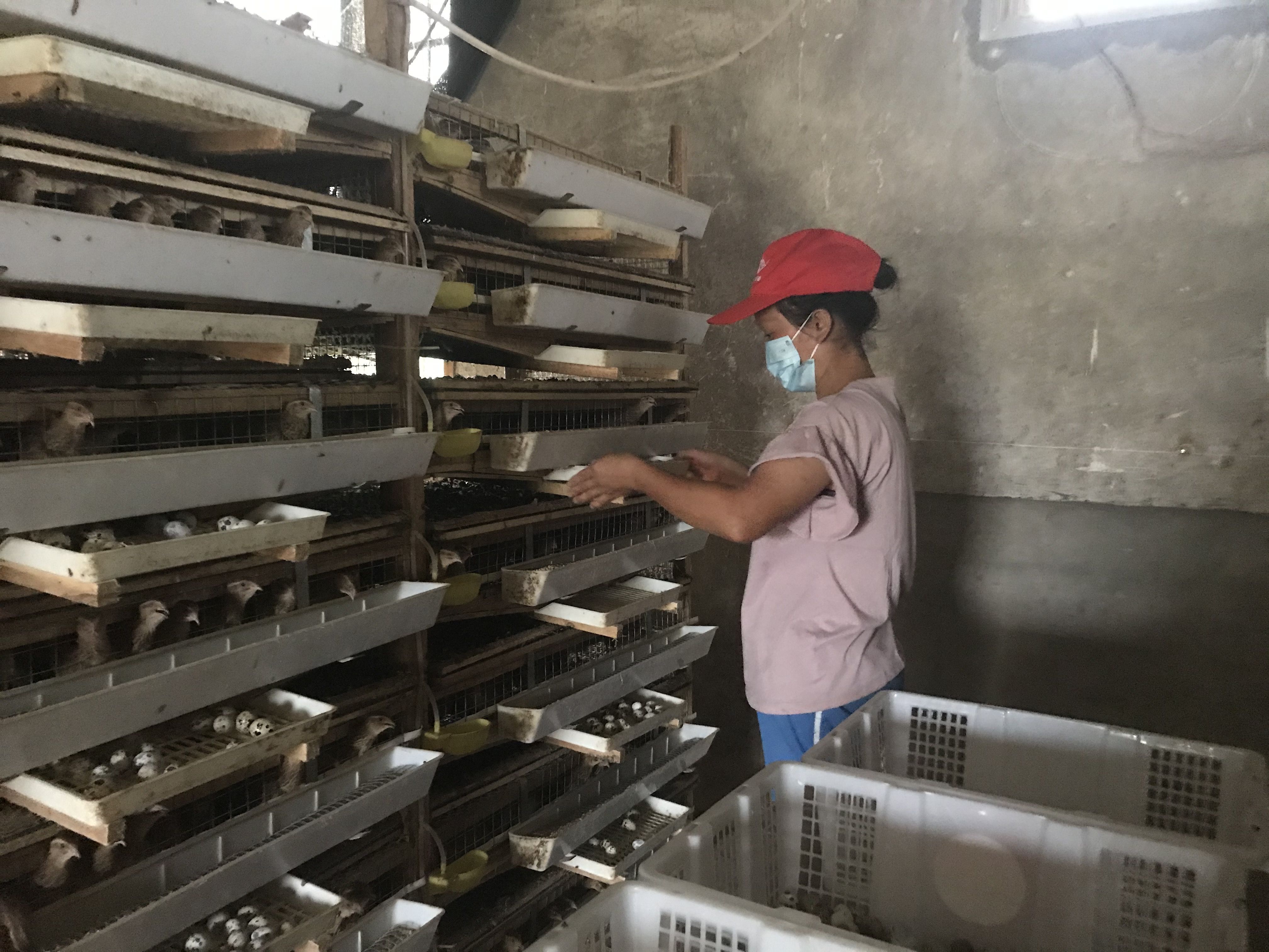 7月26日傍晚,王献萍在鹌鹑舍里收捡鹌鹑蛋。新京报记者张惠兰摄