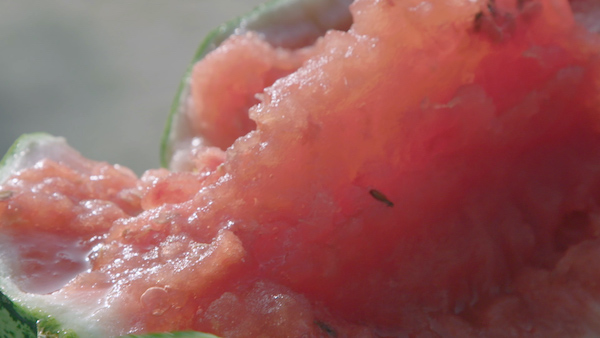 西瓜可以用来和卷卷一起吃，就是“西瓜泡馍”