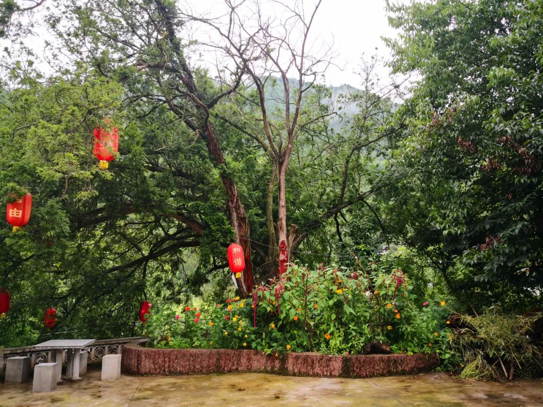 村美民富！陇南贯上村大变样