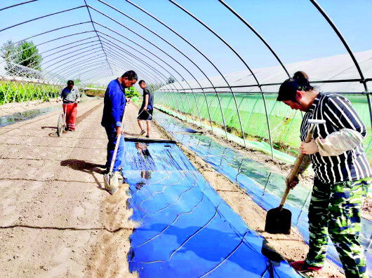 肃州:秋耕秋种掀"热潮" 种植面积达8000亩