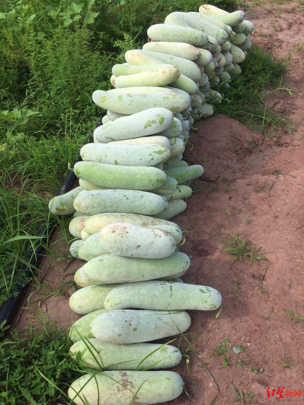回乡开果园套种2000亩南瓜冬瓜丰收却滞销数十万斤