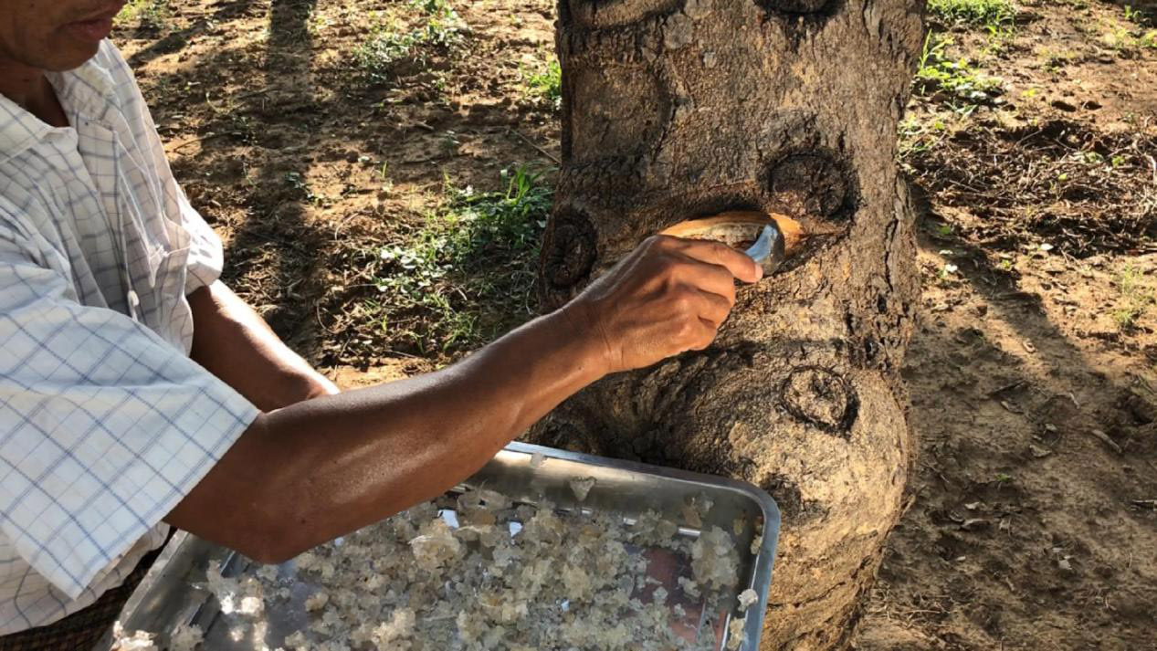 缅甸雪燕滞销古云深处斥资百万帮助缅甸农民脱离困境