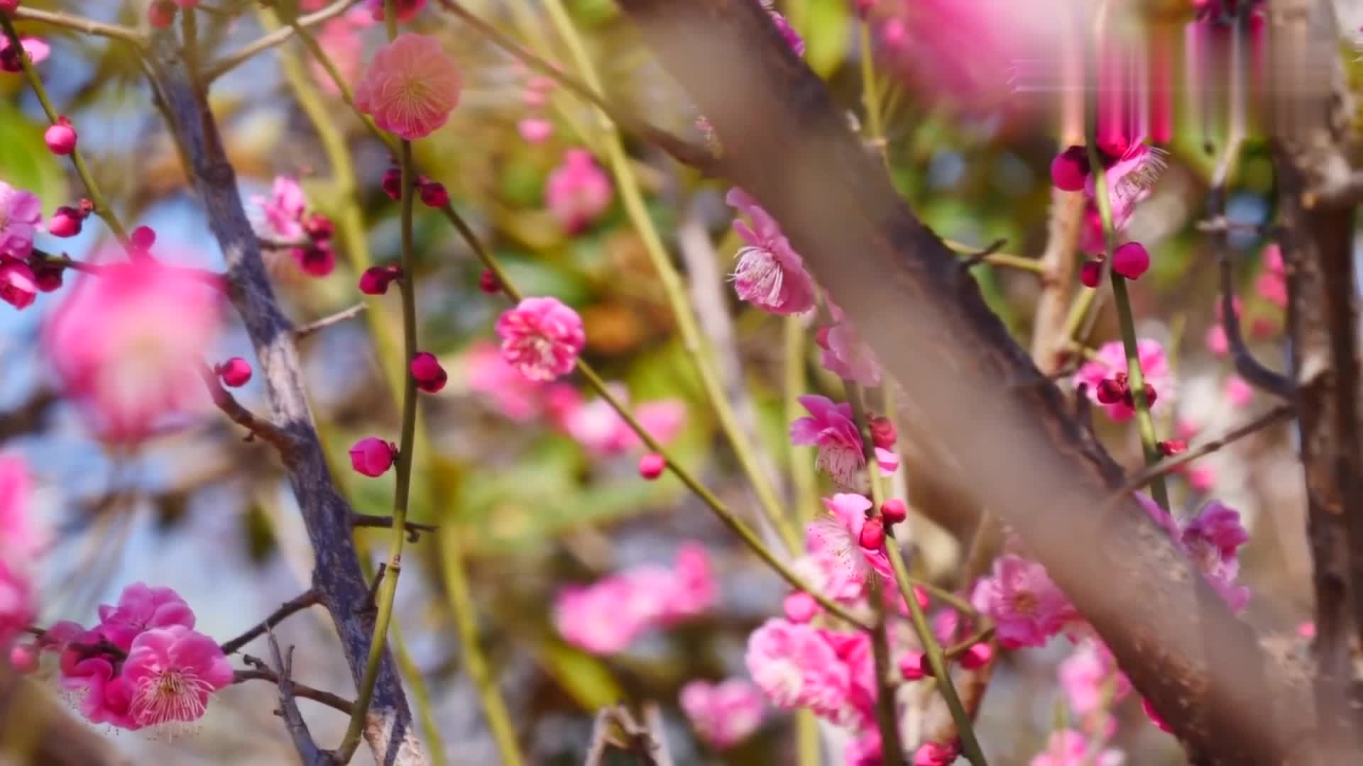 洛阳:梅花开春意浓 暗香飘惹人醉_凤凰网视频_凤凰网