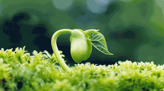 春风让花草树木都抽出了嫩芽,山中的洋槐花一开,淡淡的香味,沁人心脾