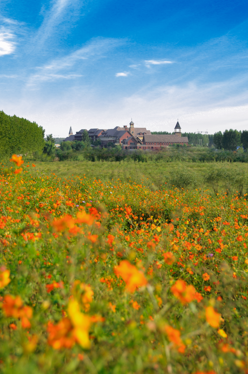 沈阳市玫瑰小镇首届玫瑰节盛世绽放 十一黄金周期间沈阳市民免费观赏