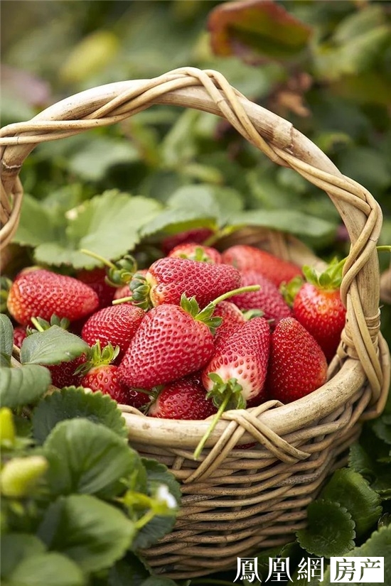 九府老友季|不负"莓"好时光,草莓盛宴圆满结束