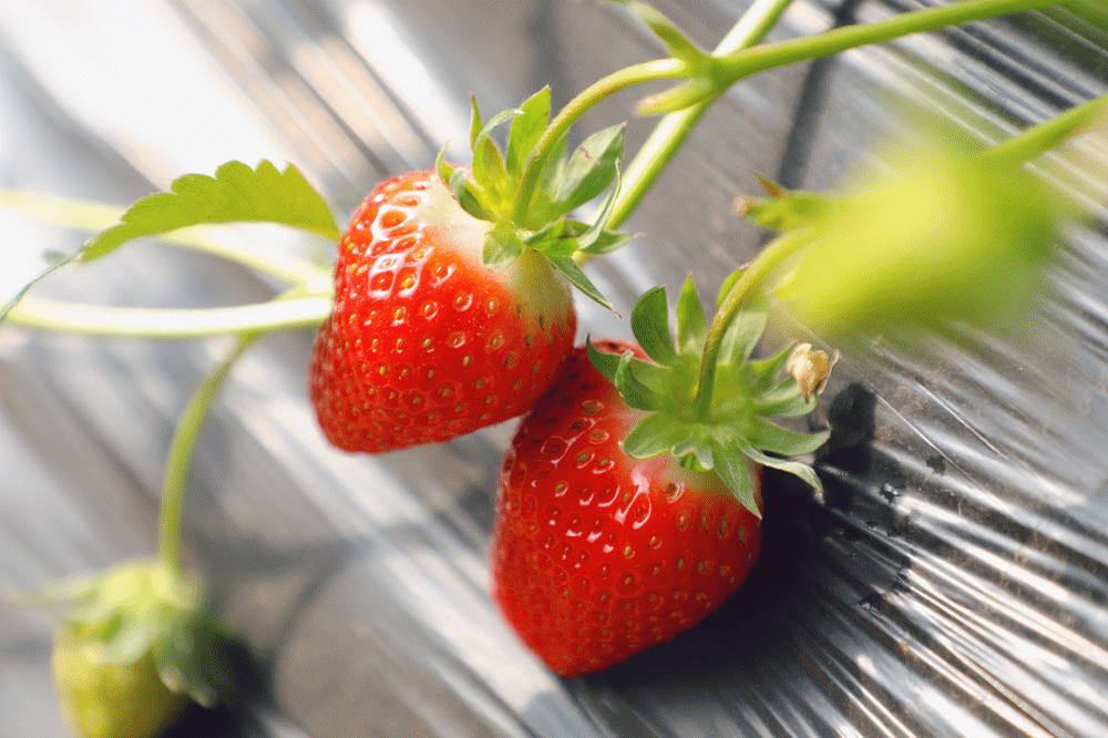 悦享 莓 好春光丨嘉圆 悦湖居业主春游采摘活动圆满落幕 凤凰网房产九江