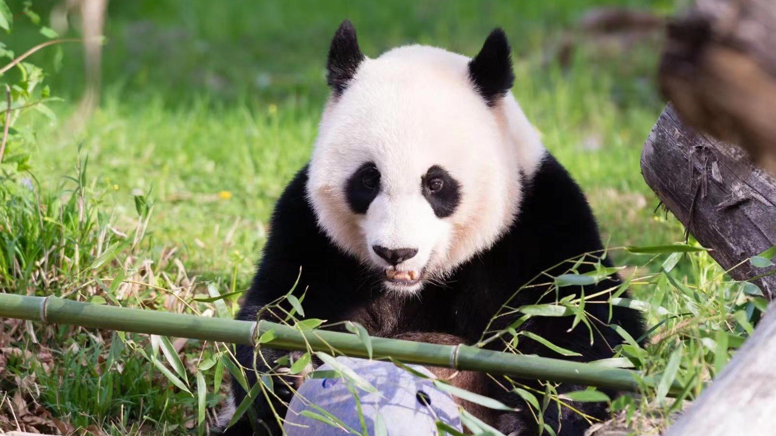 大熊猫“美香”一家三口搭专机回国