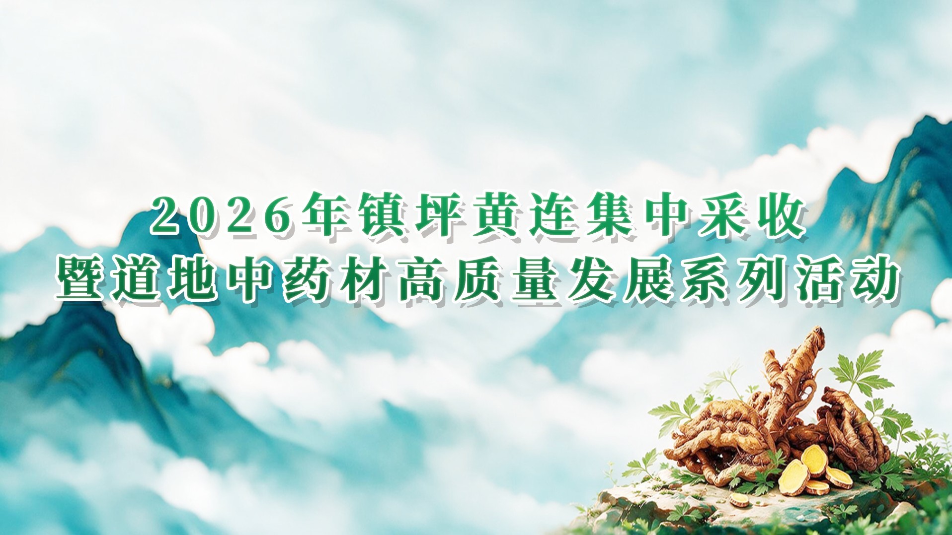 2026年镇坪黄连集中采收活动